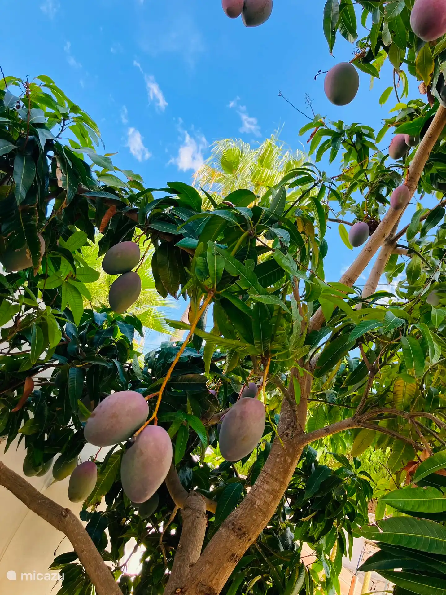 Pflücke und genieße eine leckere Mango