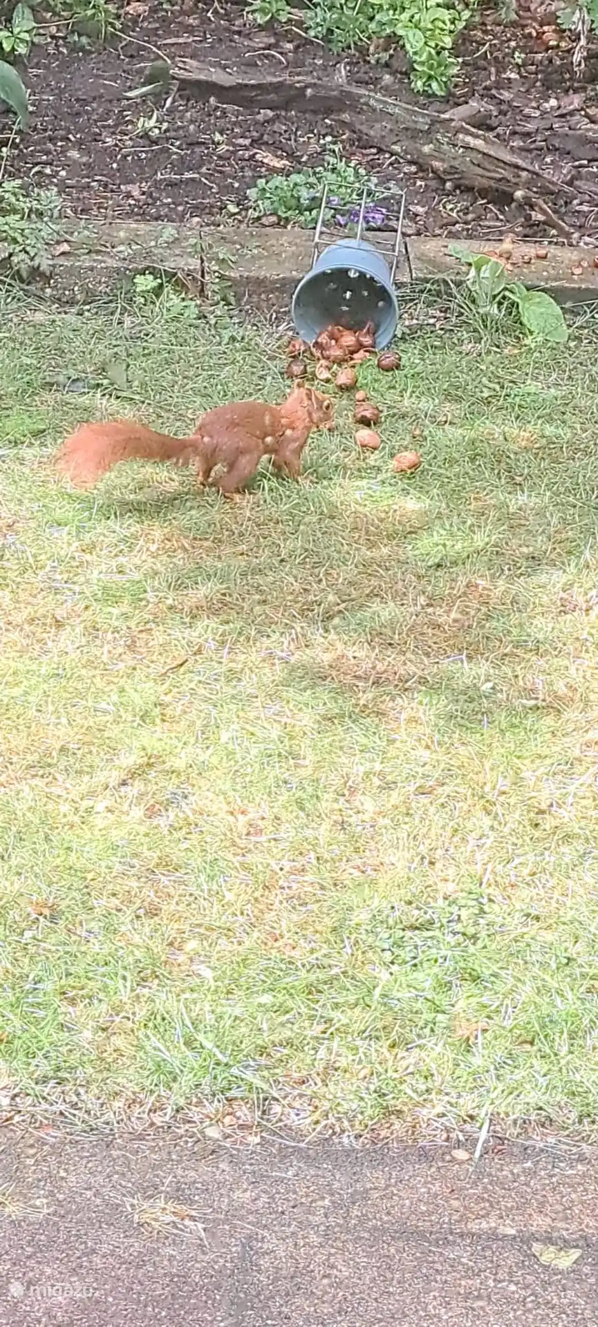 Neben den vielen Vögeln besucht auch das Eichhörnchen regelmäßig den Garten