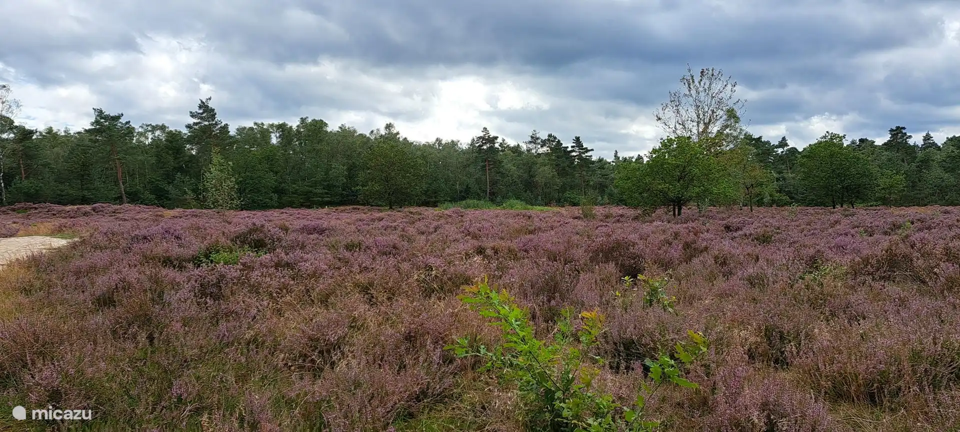 Die Heide am 23. August 2024, nur 5 Gehminuten entfernt