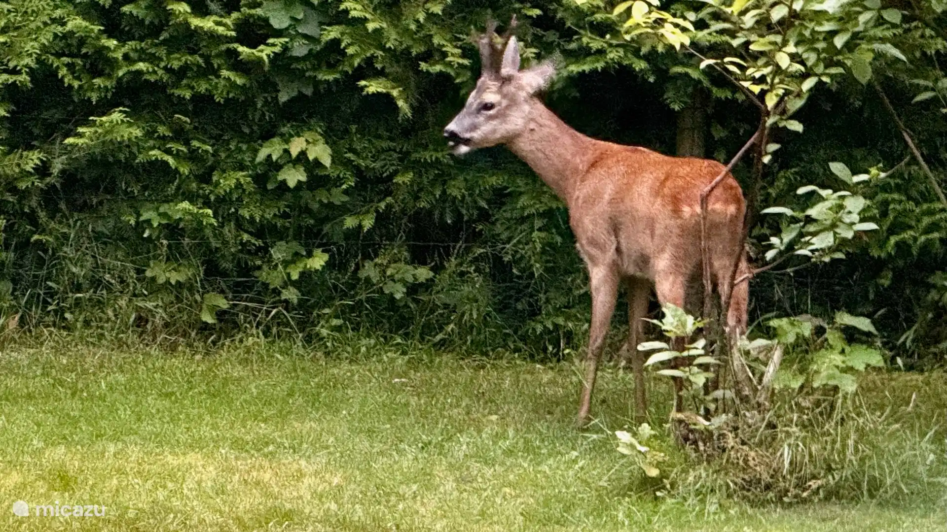 Chevreuil dans notre jardin