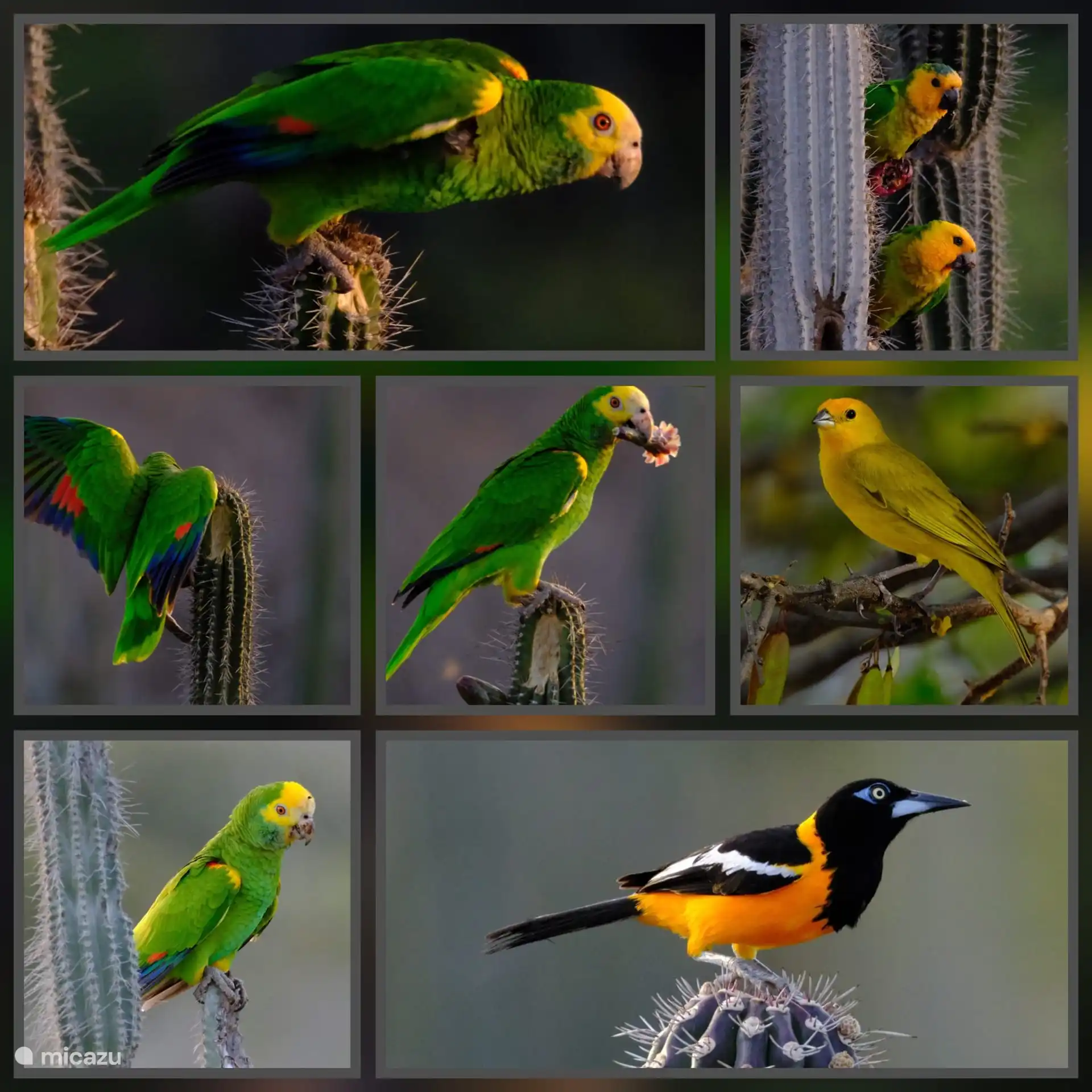 Vogelparadijs voor de deur