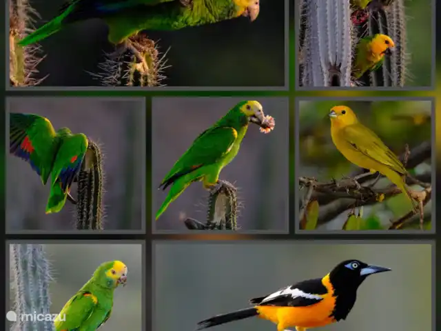 Location de Vacances Bonaire, Bonaire, Kralendijk, maison de vacances - Kas Merlot Le paradis des oiseaux à votre porte