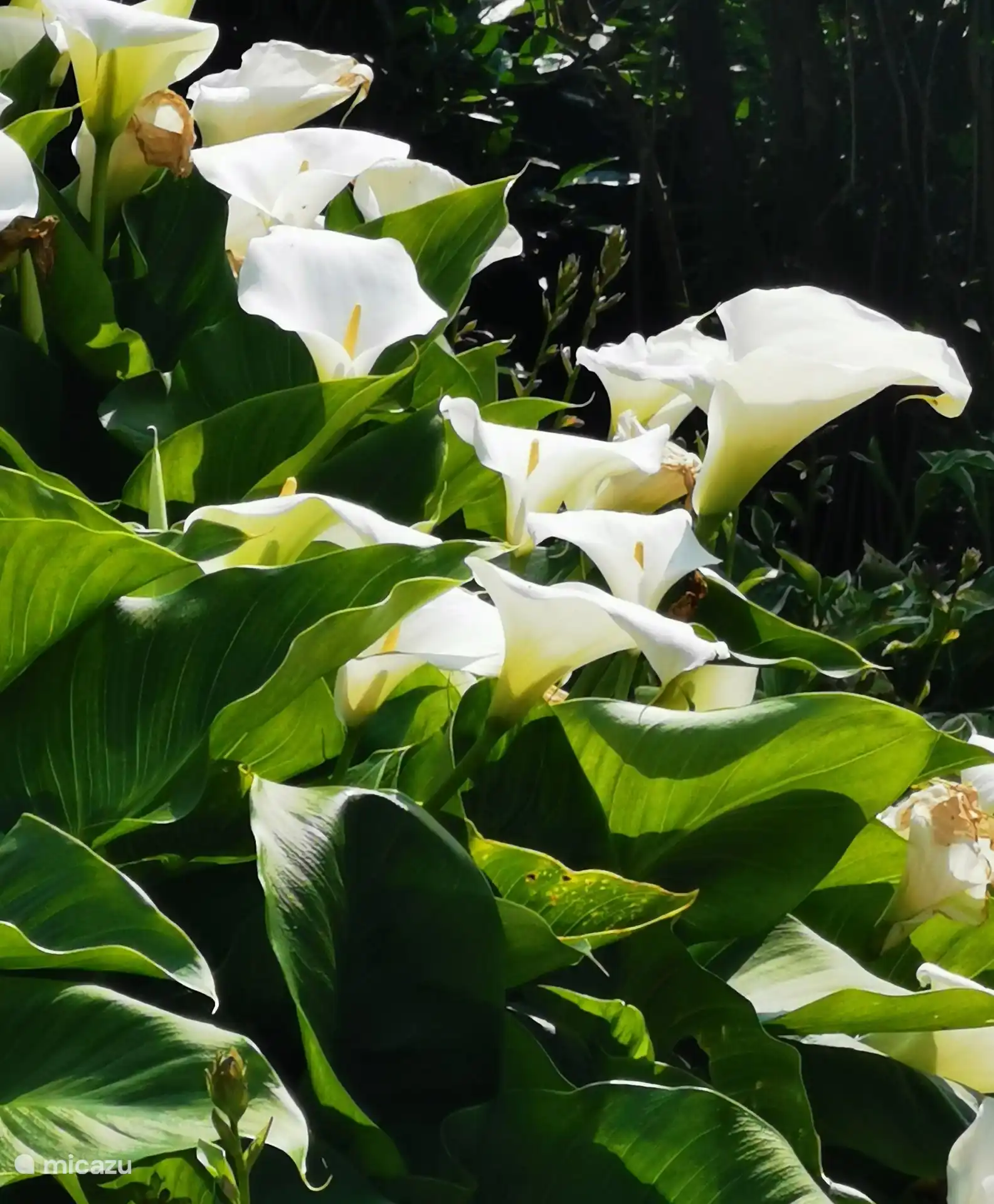 Esplendor floral en el jardín