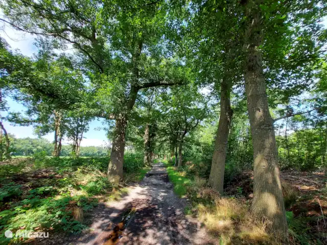 Cottage Felicity - Family Home huren in Nederland, Gelderland, Beekbergen - chalet Wandelroutes direct in de omgeving