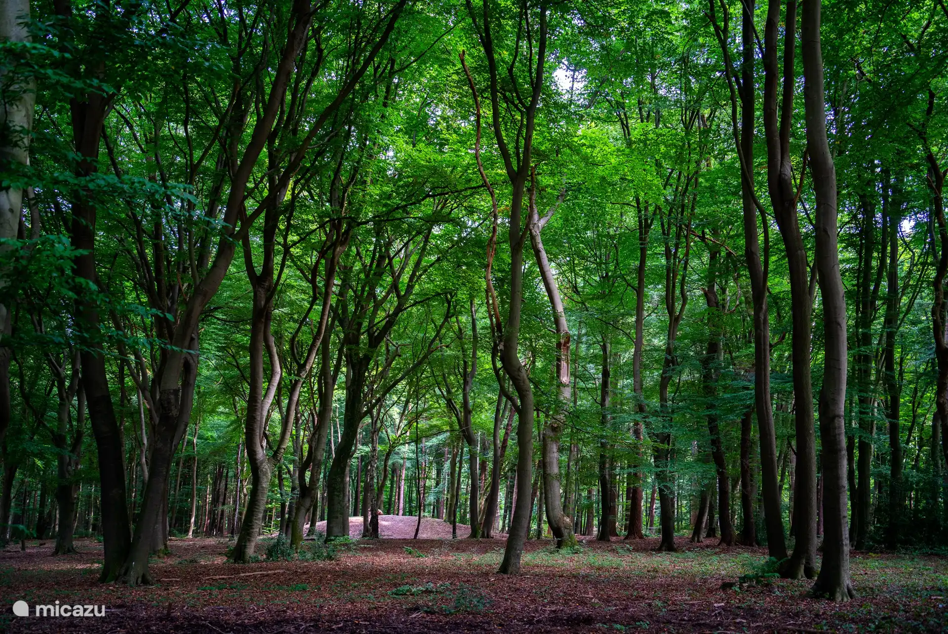 Prachtige bossen vlak in de buurt