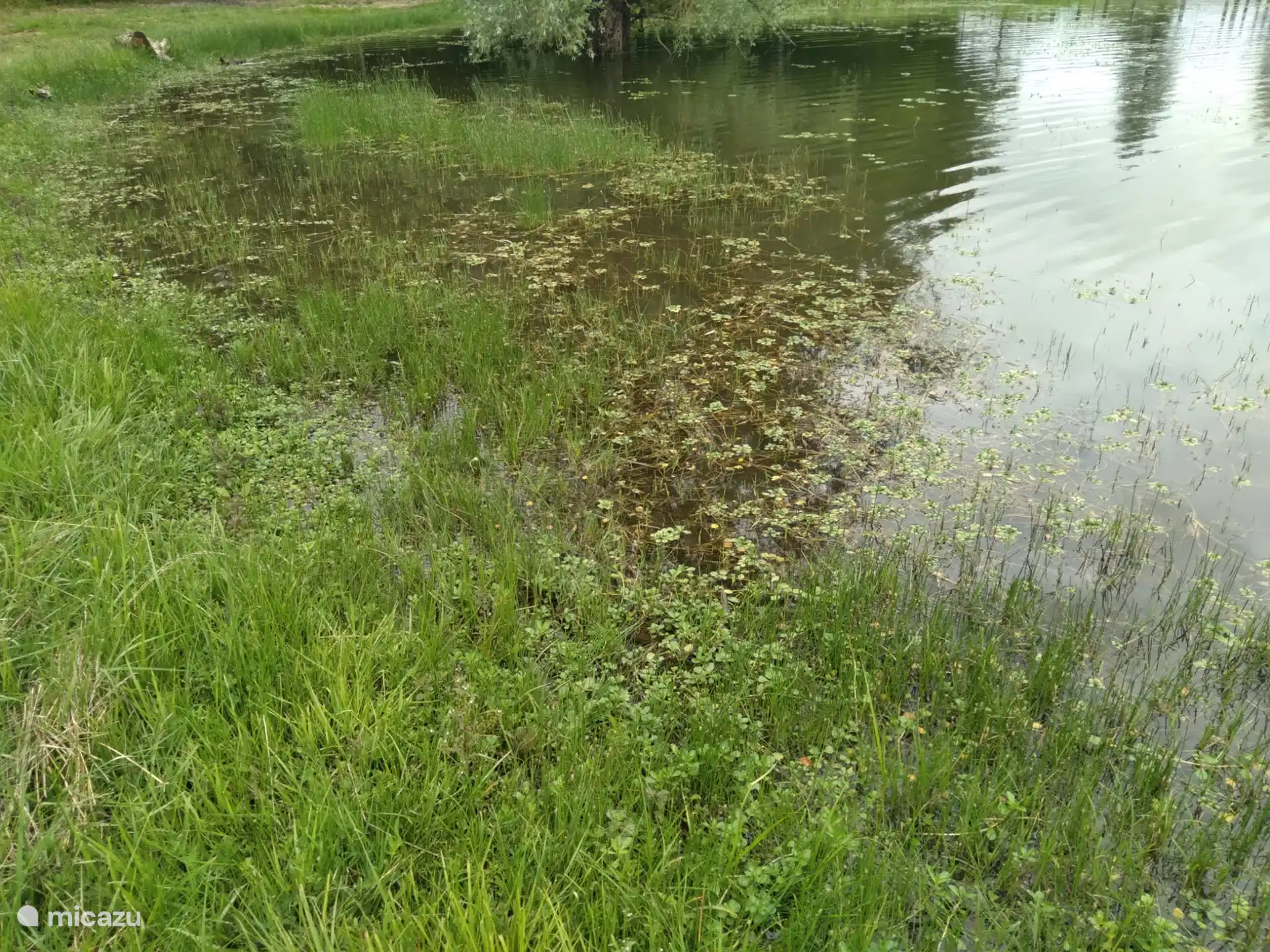 Clean clear water with aquatic plants, fish, frogs and amphibians 