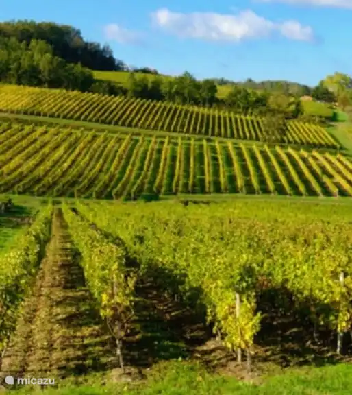 The vineyards of Monbazillac