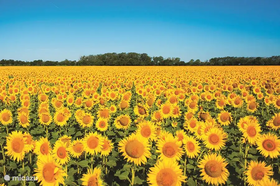 Sunflower field as there are numerous to admire in summer