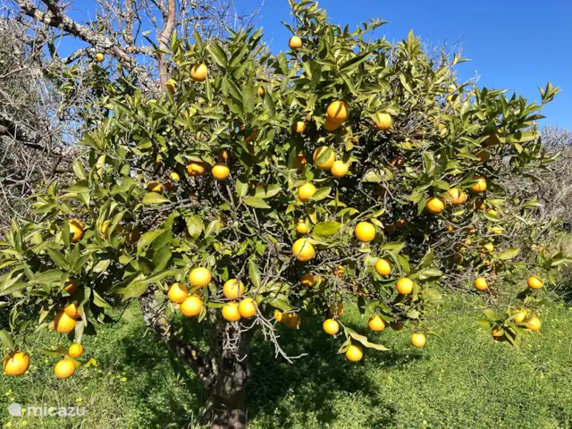 Location de Vacances Portugal, Algarve, Moncarapacho, glamping / tente safari / yourte - YURT Algarve Oranges.