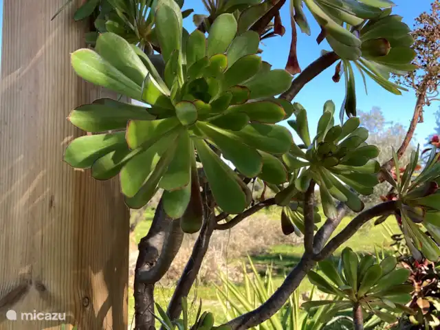 Location de Vacances Portugal, Algarve, Moncarapacho, glamping / tente safari / yourte - YURT Algarve Aeonium arboreum.