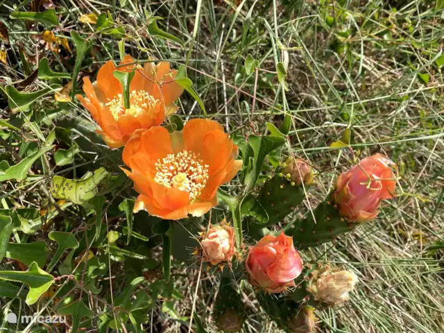 Location de Vacances Portugal, Algarve, Moncarapacho, glamping / tente safari / yourte - YURT Algarve Cactus en fleurs.