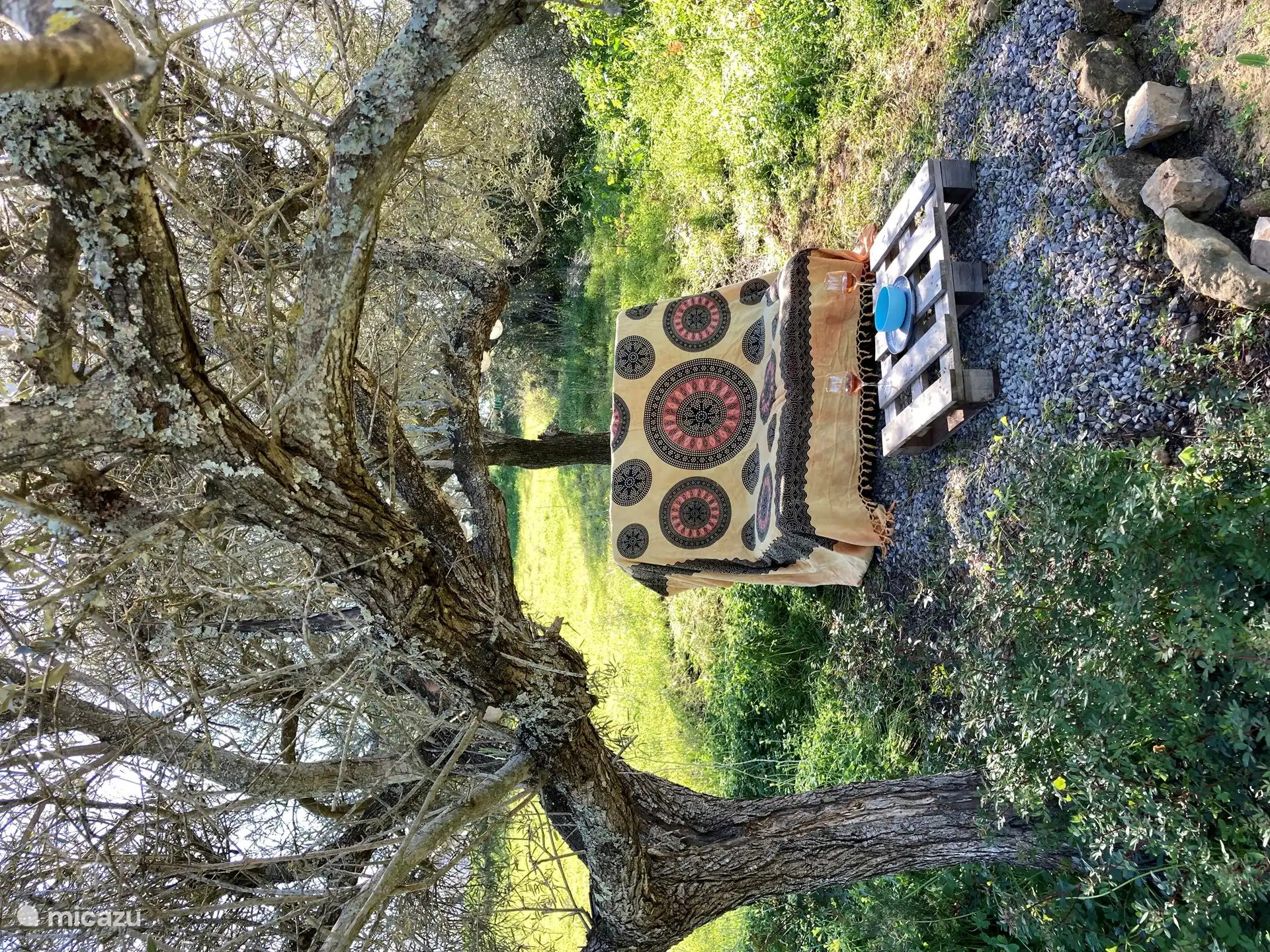 Shaded spot under an olive tree.