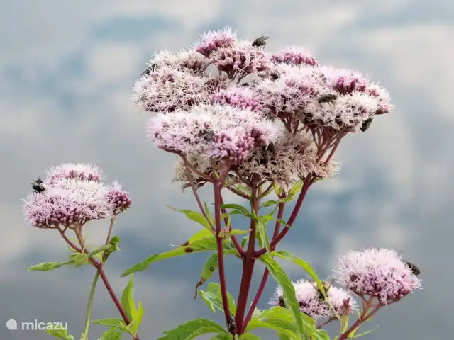 La Fuente | Pays-Bas, Overijssel, Ootmarsum - maison de vacances environnement
