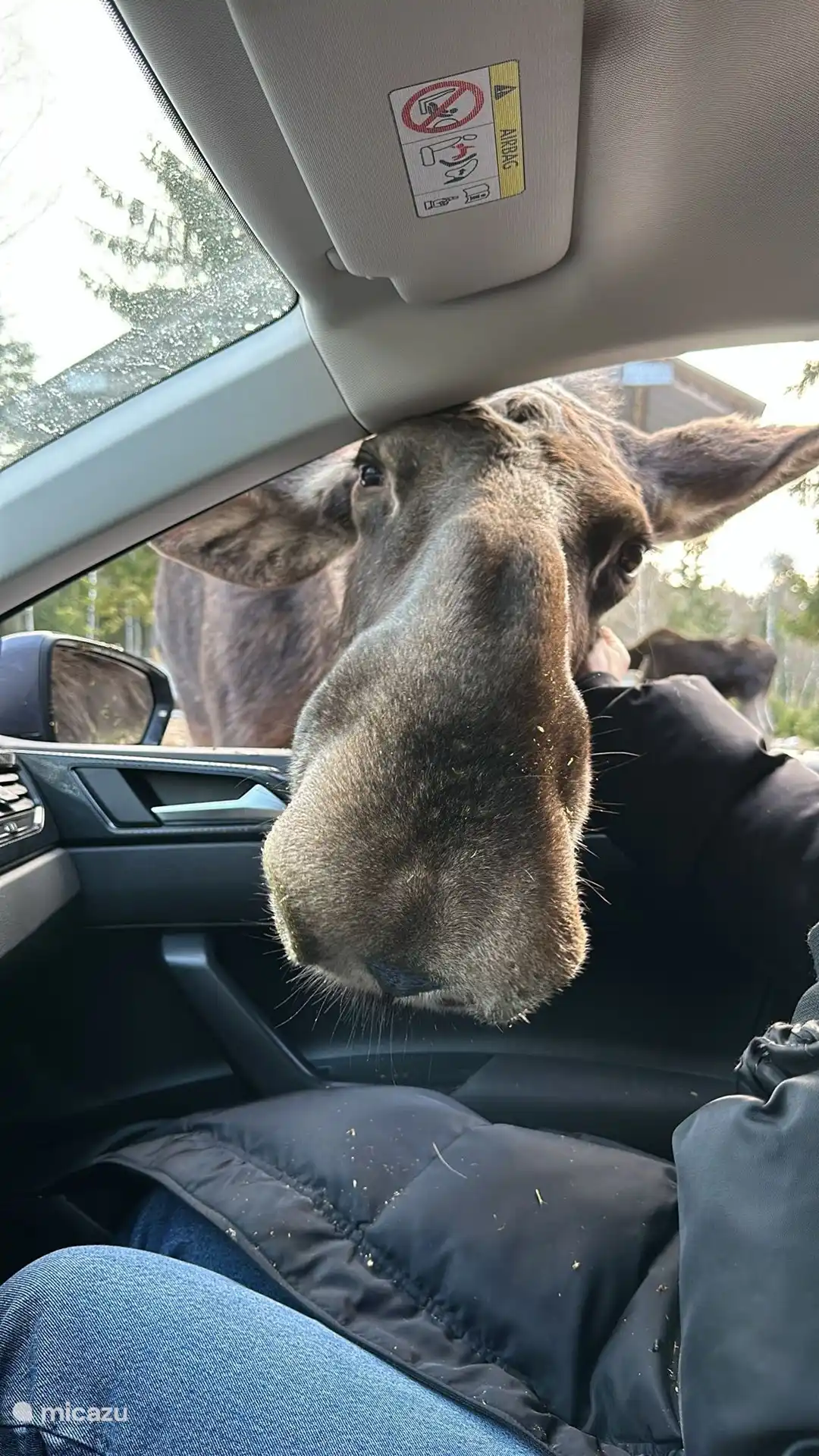 Do you want to see moose up close? Then a visit to Smålandet Älgsafari in Markaryd is recommended. Around the corner from us is Elinge Älgpark. Also very nice, but on a smaller scale.