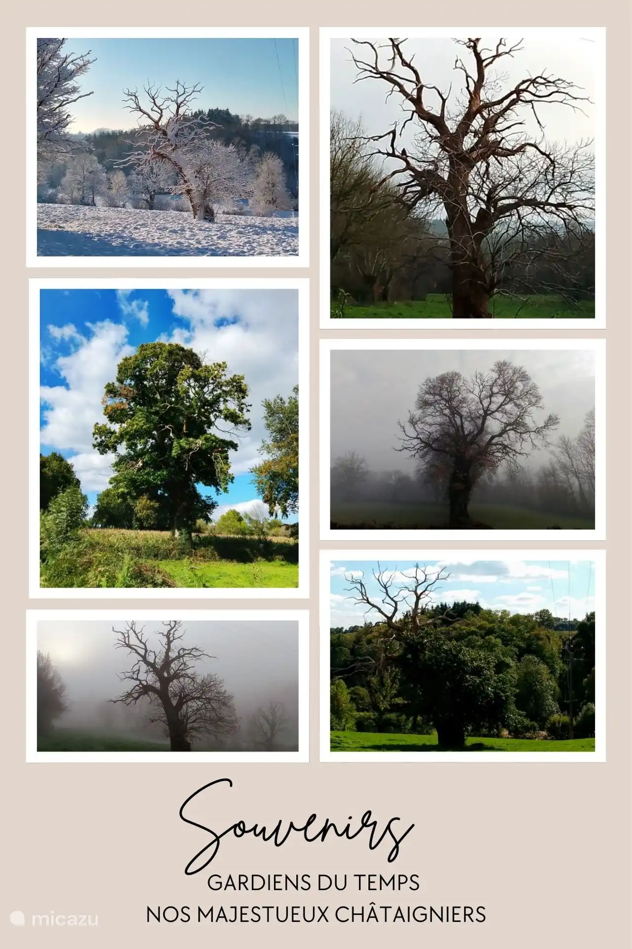 Onze tijdsheren, de eeuwenoude tamme kastanjes