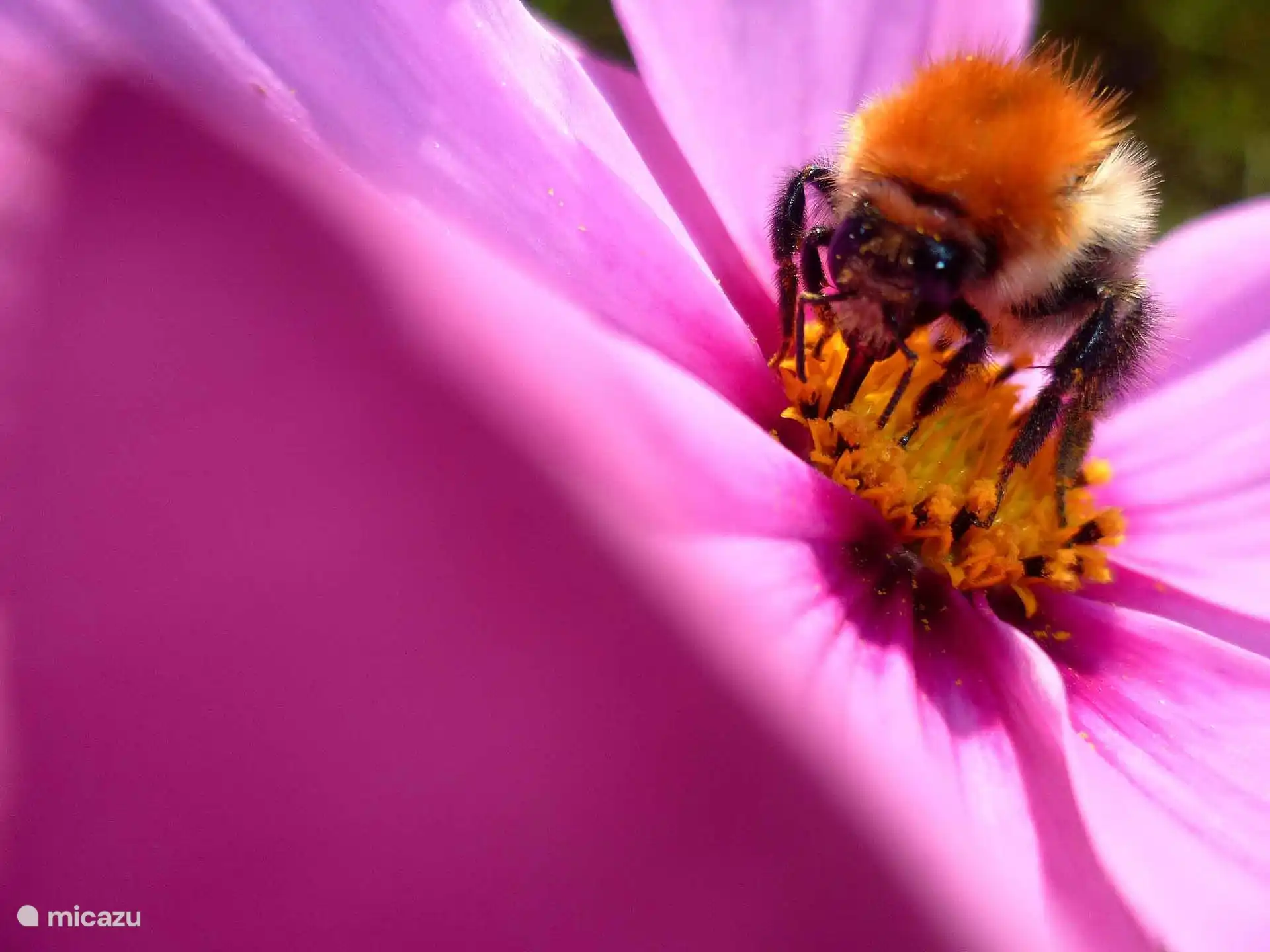 Fantastische Tierwelt