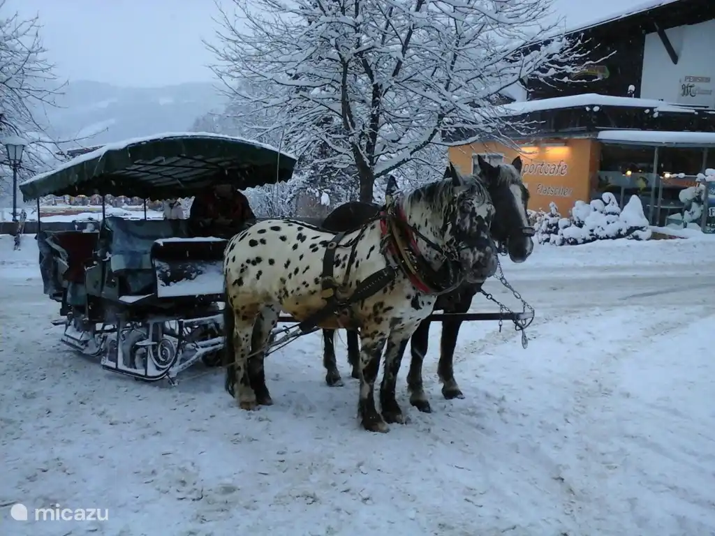 Paseos románticos en trineos tirados por caballos
