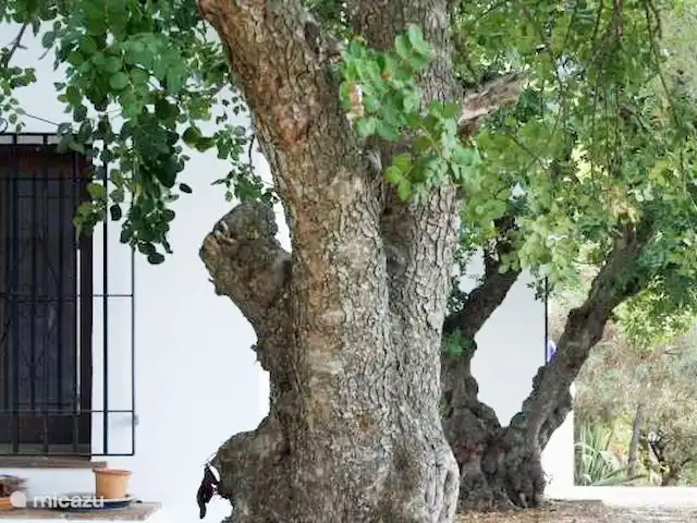 Location de Vacances Espagne, Andalousie, Cómpeta, finca - Los dos Algarrobos Le caroubier