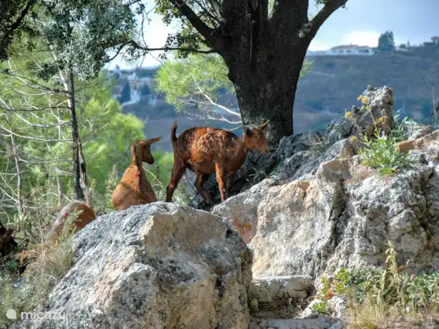 Location de Vacances Espagne, Andalousie, Cómpeta, finca - Los dos Algarrobos Visiteurs de haut niveau
