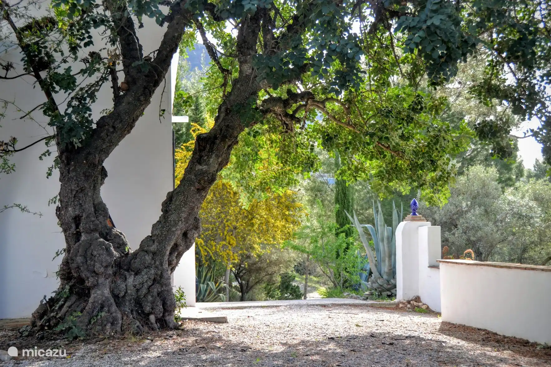 Johannisbrot (Algarrobo)