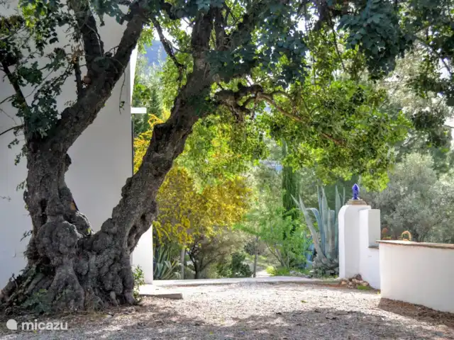Location de Vacances Espagne, Andalousie, Cómpeta, finca - Los dos Algarrobos Caroube (Algarrobo)