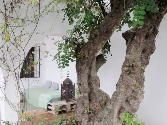 Location de Vacances Espagne, Andalousie, Cómpeta, finca - Los dos Algarrobos Terrasse couverte et caroubier