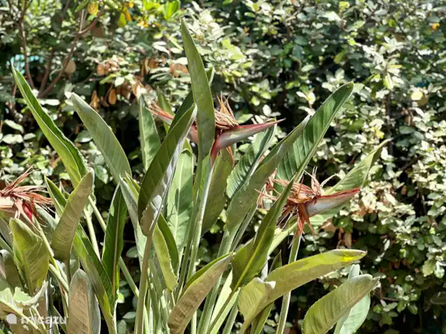 Villa Verte en Francia, Costa Azul, Grimaud - casa vacacional Jardín