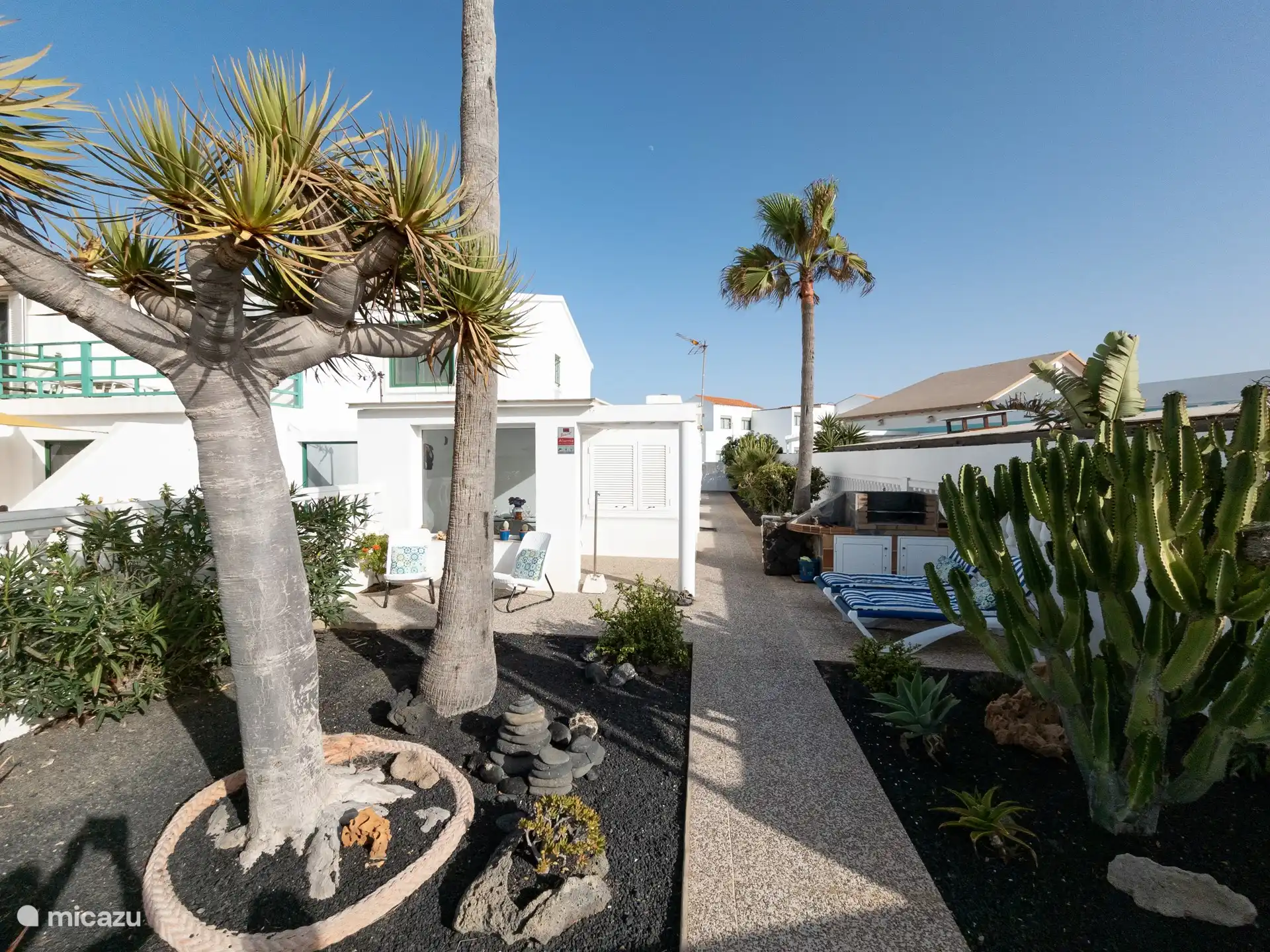 Gartenblick mit ´Drago ´ geschütztem uralten und heiligen kanarischen Baum 