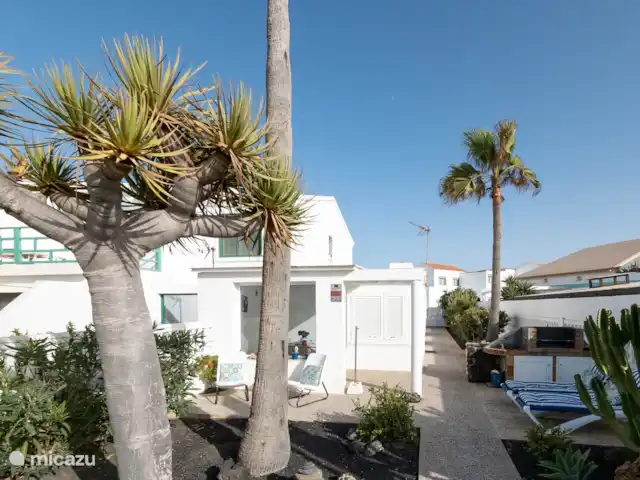 Villa La Maja en bord de mer | Espagne, Fuerteventura, Corralejo - villa Vue sur le jardin avec ´Drago ´ arbre ancien et sacré des Canaries protégé