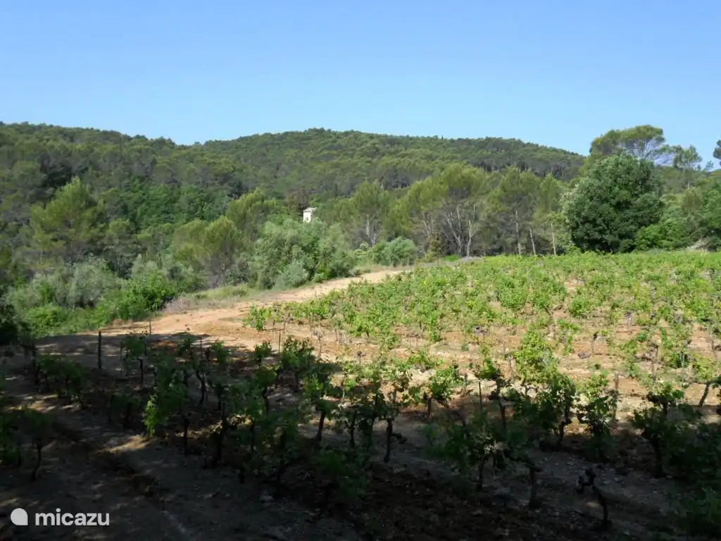 Vista de la casa entre el bosque y los viñedos