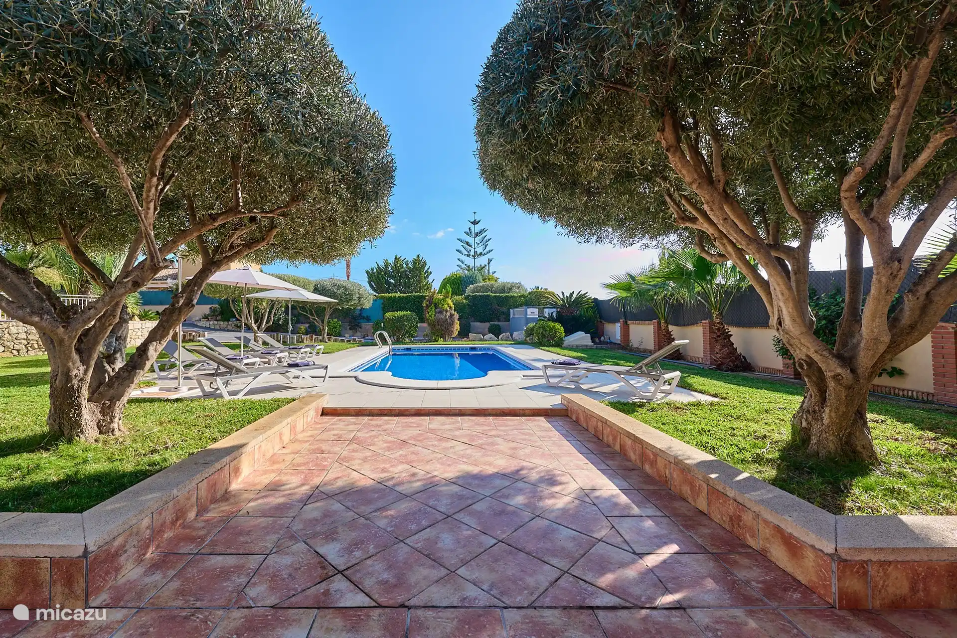 Olivenbäume spenden Schatten