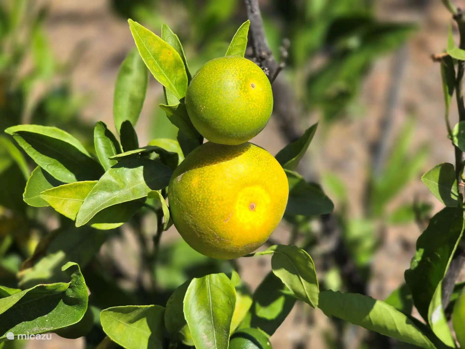 El jardín tiene muchos árboles frutales, por ejemplo. Pera, cereza, higuera, mango, aguacate y por supuesto nuestros propios cítricos de todo tipo, etc. 