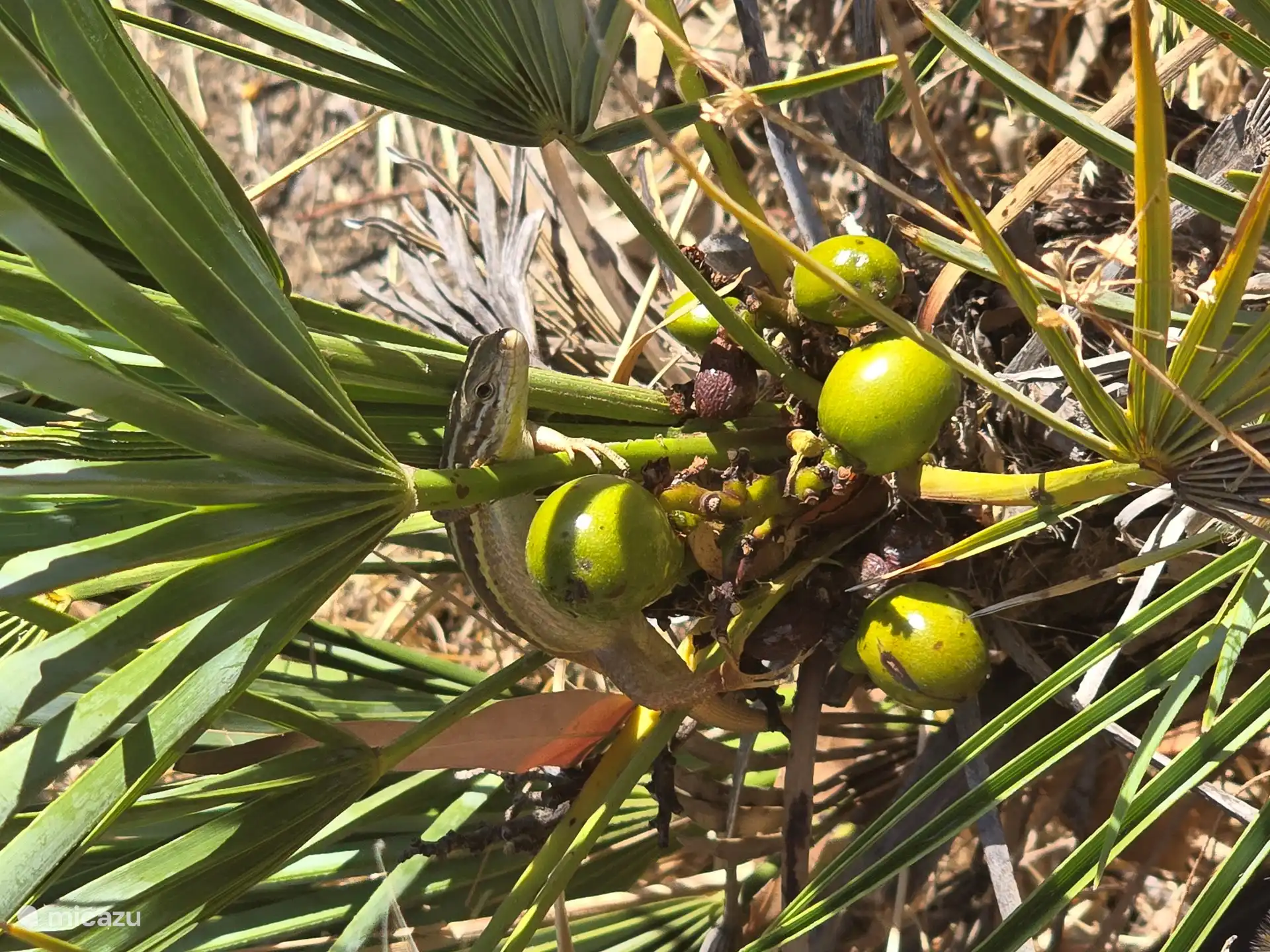 Pequeño lagarto en palma.