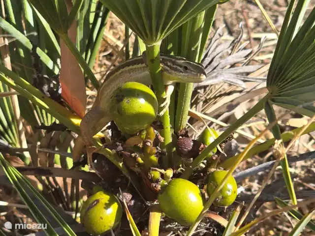 Cortijo Algarrobo en España, Costa del Sol, Torrox - villa Pequeño lagarto en palma.