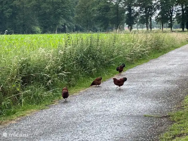 casa vacacional en Países Bajos, Güeldres, Aalten – Casa de vacaciones Het Poggenschot Nuestros pollos