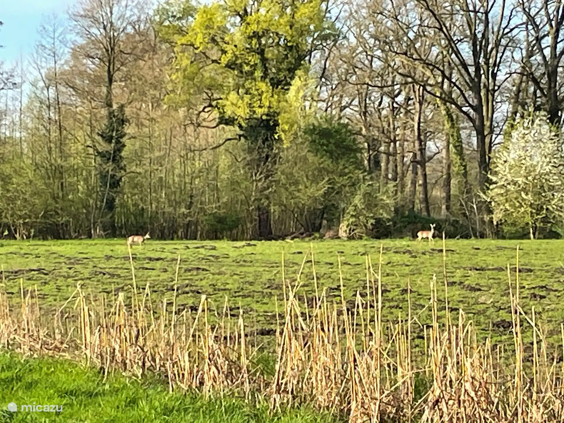 Unsere Nachbarn auf der anderen Straßenseite vom Feld