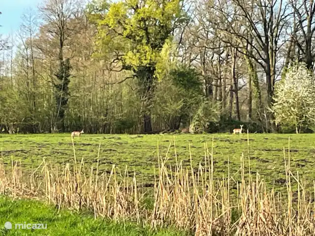 casa vacacional en Países Bajos, Güeldres, Aalten – Casa de vacaciones Het Poggenschot Nuestros vecinos al otro lado de la calle del campo