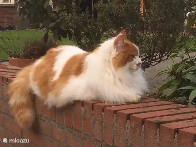 casa vacacional en Países Bajos, Güeldres, Aalten – Casa de vacaciones Het Poggenschot Nuestra gata Suusje