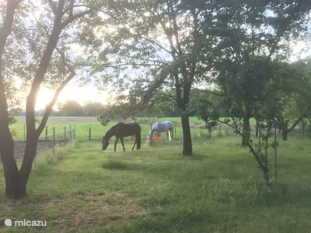 casa vacacional en Países Bajos, Güeldres, Aalten – Casa de vacaciones Het Poggenschot Nuestros ponis