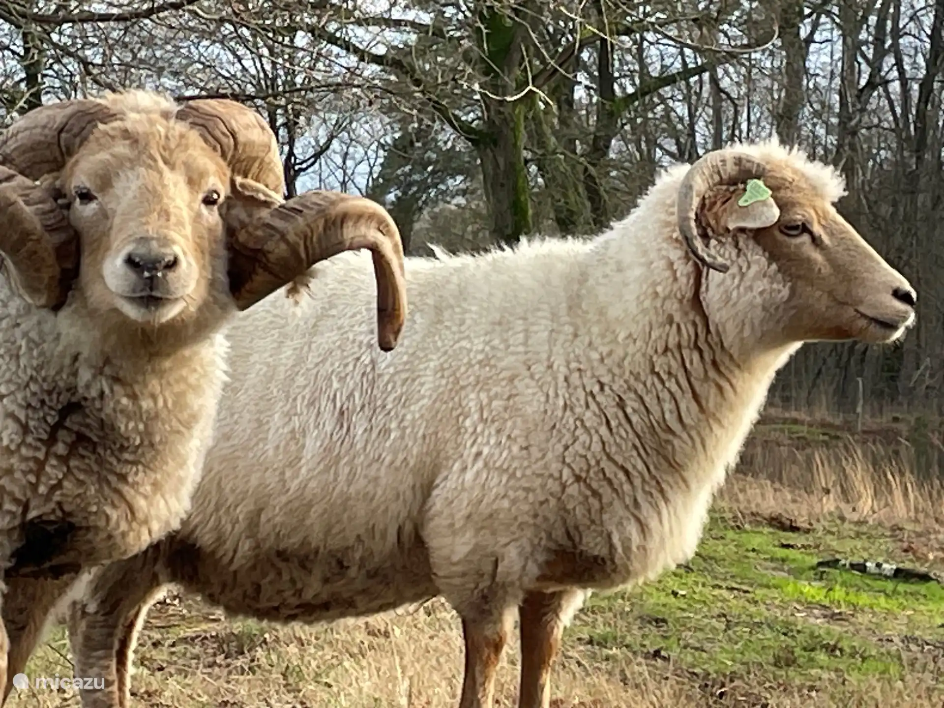 Schafe im Vennebulten (Naturschutzgebiet in der Nähe)