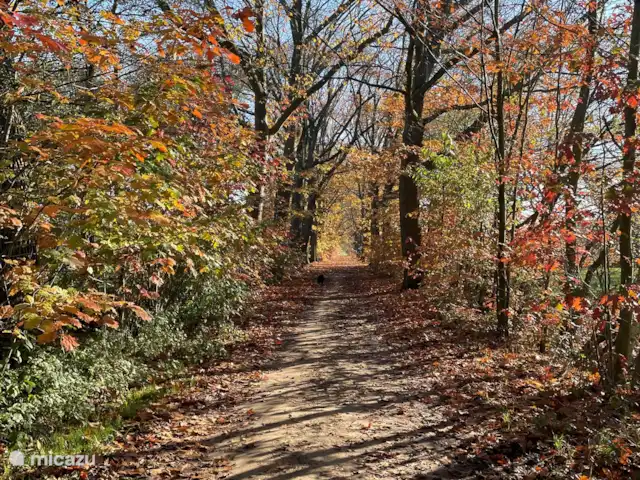 casa vacacional en Países Bajos, Güeldres, Aalten – Casa de vacaciones Het Poggenschot Vennebulten en otoño