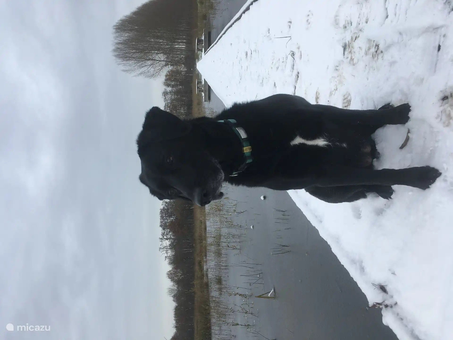 Unser Hund Fien auf dem Steg in 't Goor (Naturschutzgebiet in der Nähe)