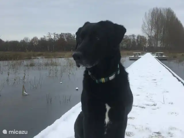 casa vacacional en Países Bajos, Güeldres, Aalten – Casa de vacaciones Het Poggenschot Nuestro perro Fien en el embarcadero de 't Goor (reserva natural cercana)