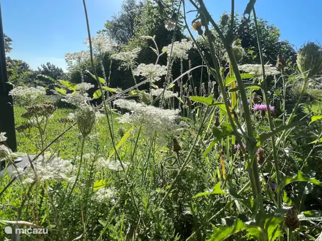 Huisje Alm huren in Duitsland, Sauerland, Husen - Lichtenau - bungalow veel natuur op het park