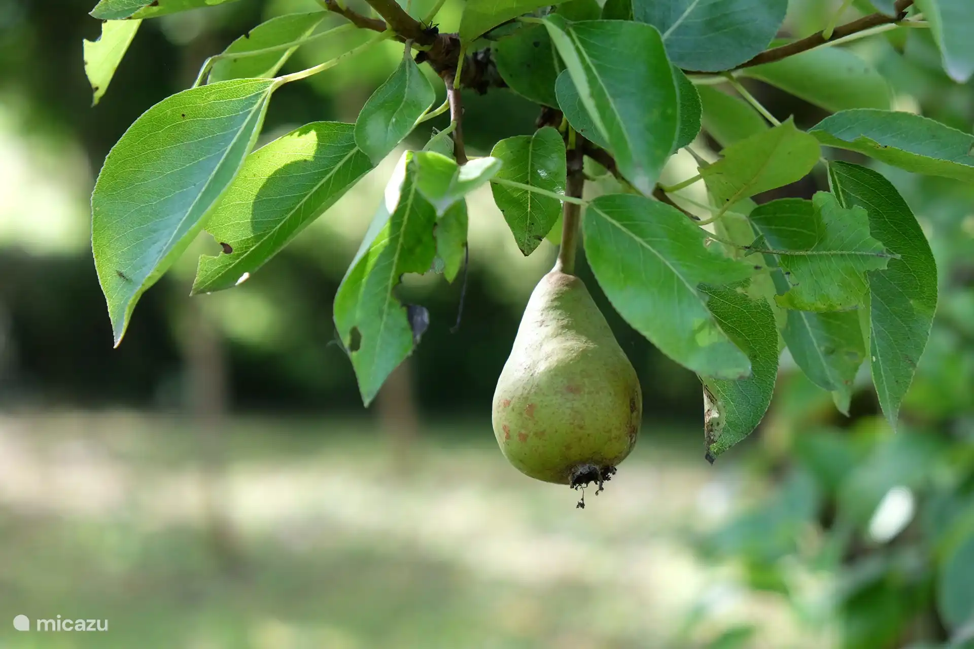 Birnen von einem der verschiedenen Obstbäume im hinteren Teil des Gartens
