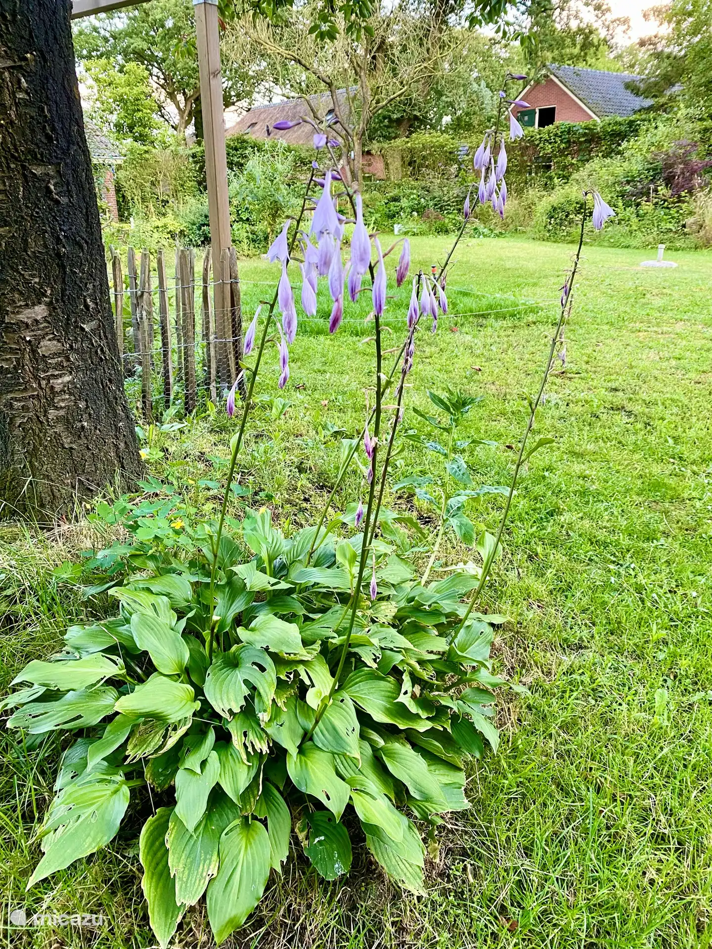 Just a view from the garden to the Nieuwe Veldkampsweg.
