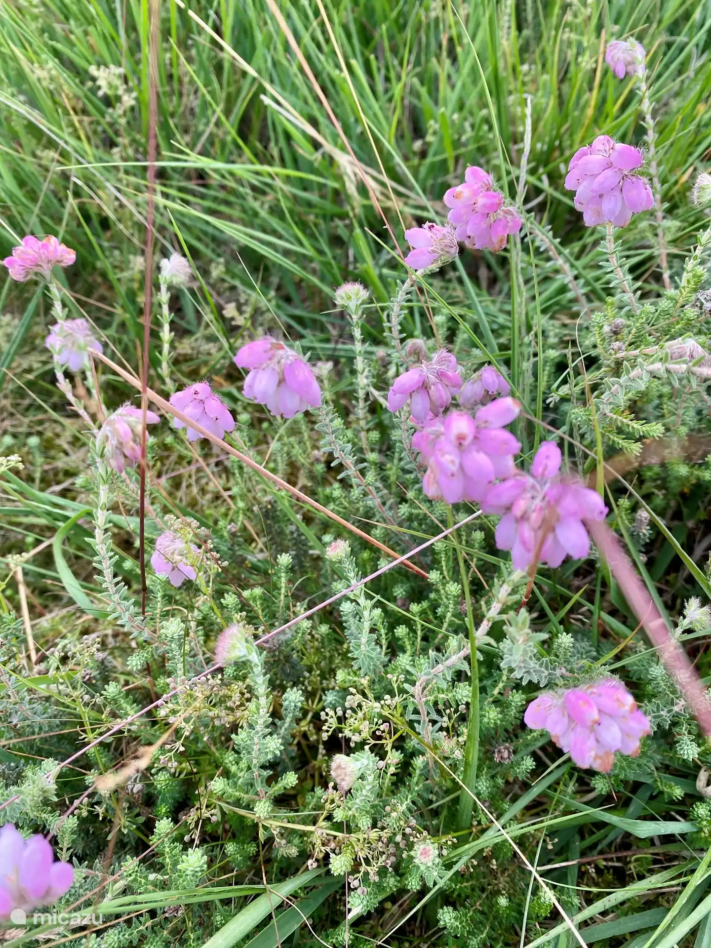 Heath on the Molenveld.