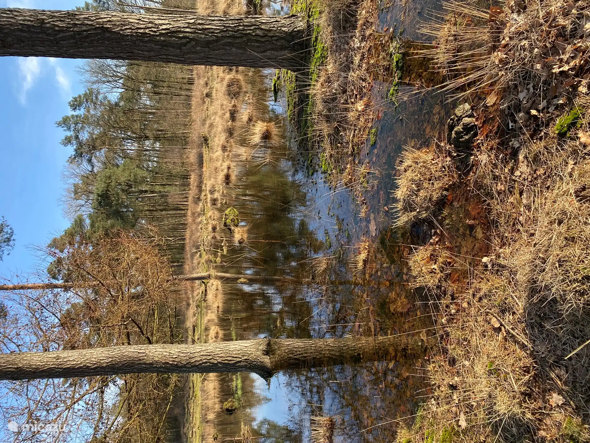 In 2023, it was very wet near Poolshoogte. But oh what beautiful reflections you see in such a forest.