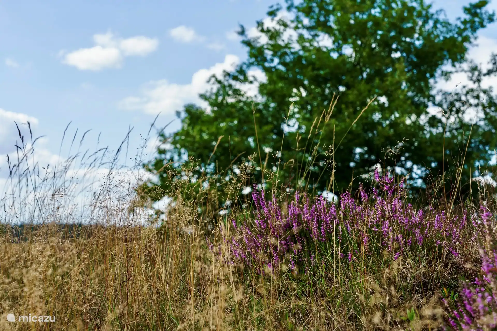 The heath is nearby.
