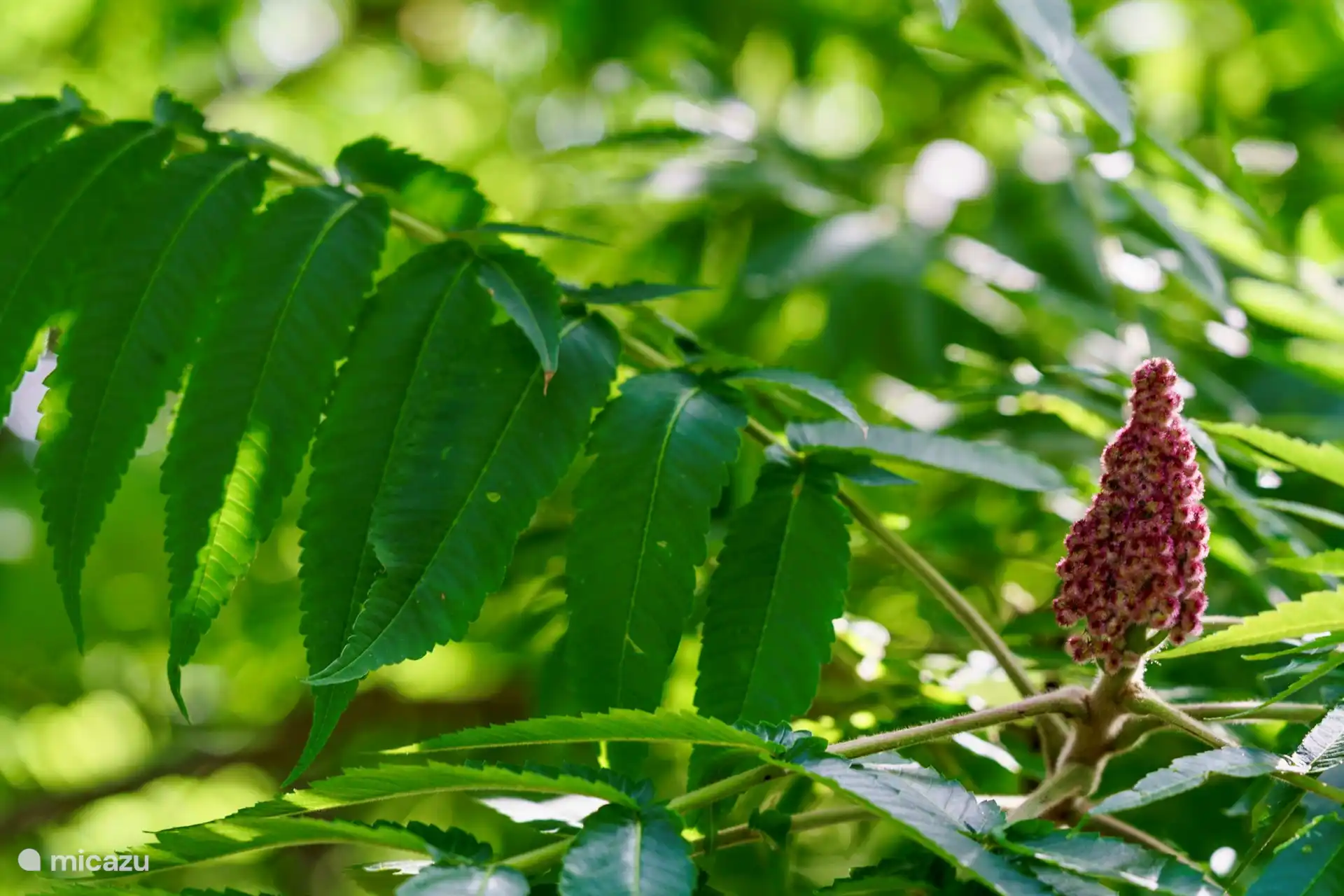 Velvet tree in bloom